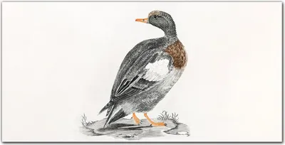 Produktbild von Coloray Küchenrückwand 100x50 Spritzschutz aus Glas - Tier Vogel Ente