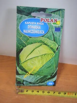 Zdjęcie produktu dla nasiona KAPUSTA DITMARSKA 2g PN4430