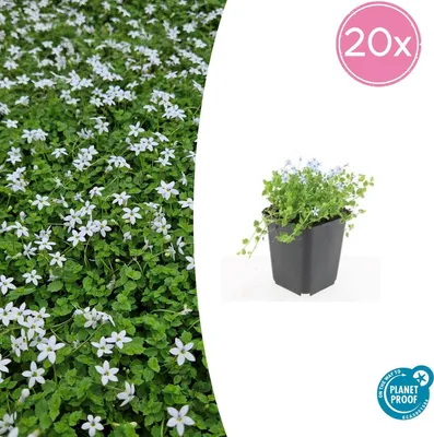 Produktbild von Bodendecker - Weisser Bubikopf - Scheinlobelie - Isotoma fluviatilis 'Alba' - 9cm Topf - Set mit 24 Pflanzen