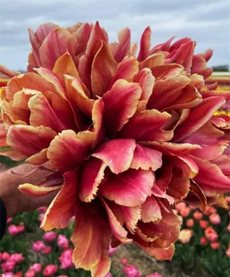 Zdjęcie produktu dla Tulipan Pełny Callahan 5 szt. Tulipany Cebulki Tulipanów Cebule