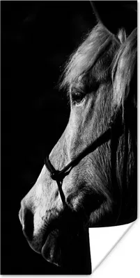 Produktbild von MuchoWow® Poster Pferd - Halfter - Leicht 80x160 cm - Kinderzimmer