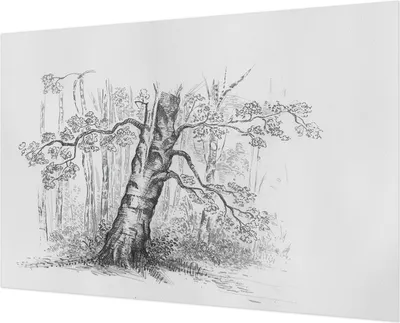 Zdjęcie produktu dla Tapeta ścienna – tapeta dekoracyjna do salonu – folia tapetowa do dekoracji ścian – 152 x 104 cm – drzewa leśne