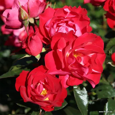 Produktbild von Kordes Kleinstrauchrose blütenRhein® Kirschrot