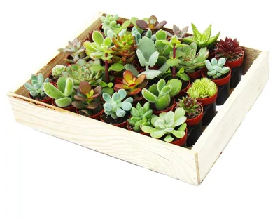 Produktbild von Mini-Sukkulenten 3,5cm Topf - Holzkiste mit 30 Pflanzen