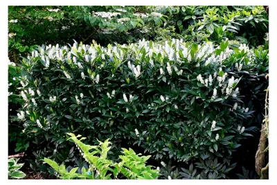 Produktbild von 10 x Prunus laurocerasus 'Otto Luyken' - Kleiner Kirschlorbeer