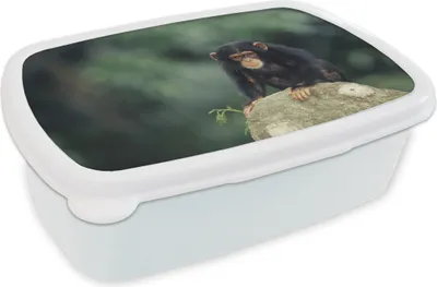 Produktbild von KitchenYeah® Lunchbox Brotzeit Brotdose 17x11 cm Nahaufnahme Schimpansenaffe auf einem Stein Kinder Brotzeitdose - Lunch Box - Kinder - Sandwich-Box - Schulbox - Lunch Boxen