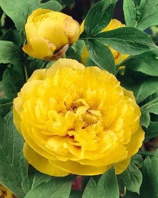 Produktbild von Paeonia lutea, Strauchpfingstrose, gelb, ca. 11x11 cm Topf