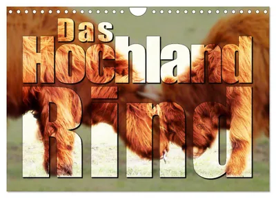 Produktbild von Das Hochlandrind (Wandkalender 2027 DIN A4 quer), CALVENDO Monatskalender