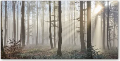 Produktbild von Tulup® Glas-Bild - 100x50 -Wandkunst - Wandbild hinter gehärtetem Sicherheitsglas  - Landschaften - Nebel im Wald - Braun
