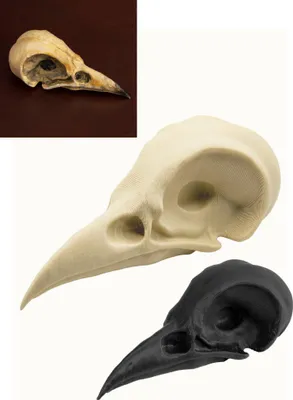 Produktbild von Krähenschädel - 3D-Druck (7cm) Farbe: knochenfarben