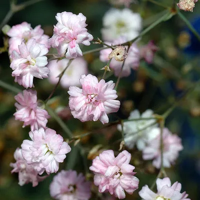 Obrázok produktu pre 6 x záhradná gypsophila  - Gypsophila repens 'Alba'  | Kvetináč 9 cm x 9 cm