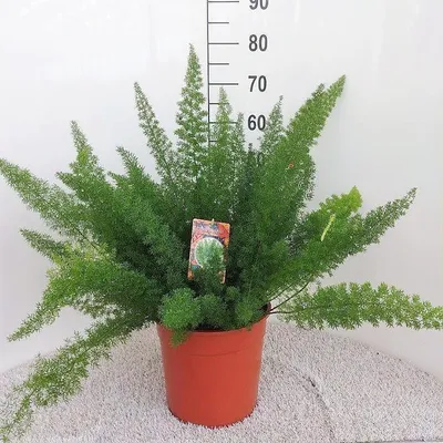 Zdjęcie produktu dla Asparagus D Meyers - 50-60cm - Ø27cm - Roślina doniczkowa - Zimozielony