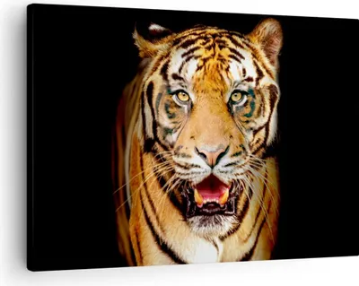 Produktbild von Bild auf Leinwand - Leinwandbild - tiger tier - 70x50cm - Wand Bild - Wanddeko - Wandbilder - Leinwanddruck - Bilder - Kunstdruck - Wanddekoration - Leinwand bilder - Wandkunst - AA70x50-4103