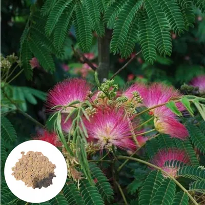 Obrázek produktu pro Semena Albizia Julibrissin - balení 5 ks - Exotická semena - Mrazuvzdorná - Albízie růžová (hedvábný strom)