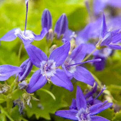 Produktbild von 6 x Klokje - Campanula garganica | Topf 9cm x 9cm