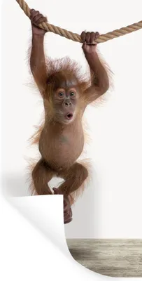 Produktbild von MuchoWow® Wandtattoo Wandsticker Wandaufkleber Affe - Tiere - Kinder - Orang Utan - Jungen - Mädchen 20x40 cm Selbstklebend und Repositionierbar - Selbstklebend - Fototapeten
