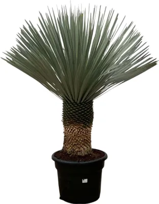 Immagine prodotto di Trendyplants - Yucca Rostrata - Yucca cotta blu - Difficile da coltivare - Altezza 130-150 cm - Vaso da Ø45cm