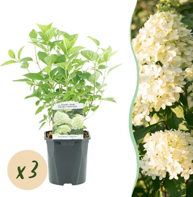 Image de Hydrangea Plume - Hydrangea panniculata Limelight - Fleur Blanc Crème - 3 Plantes - 1 m2 - Caduque - Grandes Fleurs - 40-50cm - Ø18cm - Plante de jardin