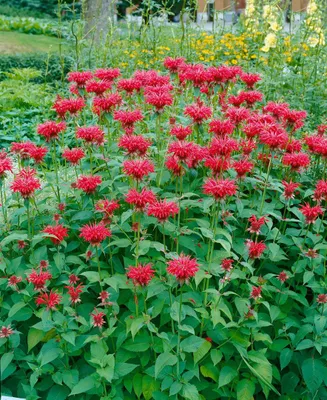 Produktbild von Monarda fistulosa 'Gardenview Scarlet', Indianernessel, rot, ca. 11x11 cm Topf