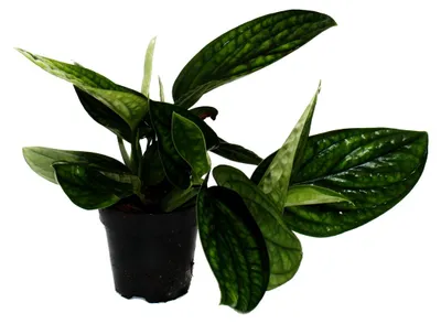 Produktbild von Epipremnum pinnatum "Marble Planet" - grüne Struktur-Efeutute - 12cm Topf