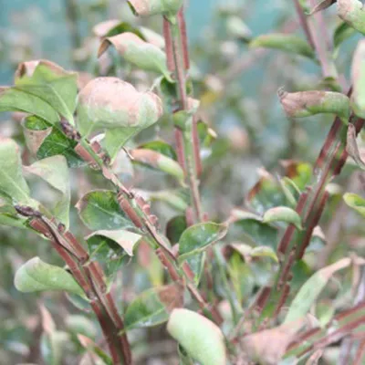 Produktbild von Korkflügel-Strauch - Euonymus alatus  | 60-80 cm in Container