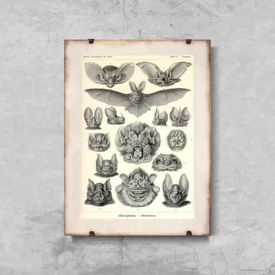 Produktbild von Poster - Canvas - Leinwand - 42 cm x 59,4 cm - Fledermäuse Fledertiere