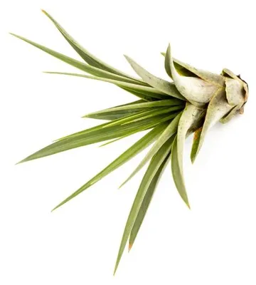 Obrázek produktu pro Gardners Tillandsia Faciculata