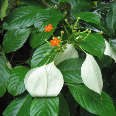 Produktbild von Flaggenstrauch (Mussaenda frondosa)  - 10 Samen