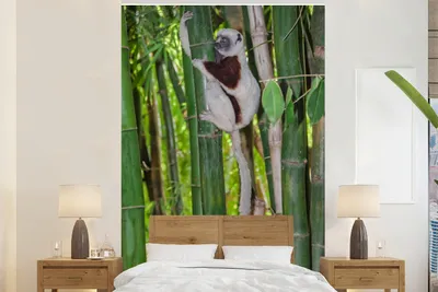 Produktbild von MuchoWow® Fototapete für Wohnzimmer oder Schlafzimmer Wandtapete Vinyl Motivtapete Lemuren-Affe im Bambus hängend - 145x220 cm - Wanddekoration