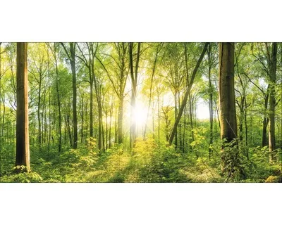 Produktbild von Giclée Leinwandbild Wonderfull forest II 160x80 cm
