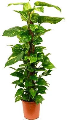 Obrázok produktu pre Gardners Epipremnum aureum s kokosovou podložkou, priemer 24 cm