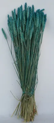 Produktbild von TROCKENBLUMEN WEIZEN SUNSET ca 70 CM BLAU