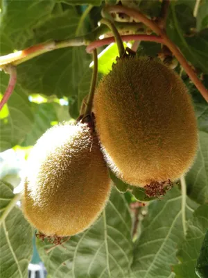Produktbild von Kiwi Hayward - weibliche Kiwipflanze