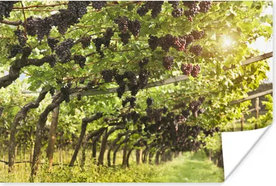 Produktbild von MuchoWow® Poster Weintrauben in einem Weinberg 120x80 cm - Bilder