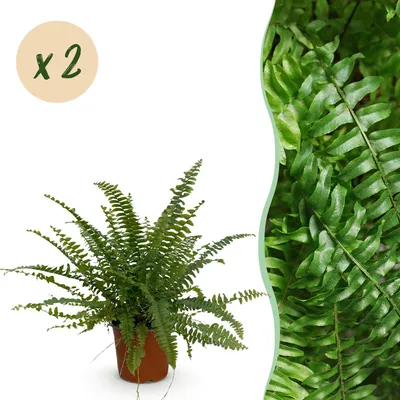 Image de Green boutiQ - Plante d'intérieur - Nephrolepsis exaltata Green Lady - Fougère - Sans danger pour les animaux - Vert - 2 plantes - Pot de 12 cm - Hauteur 28-30 cm
