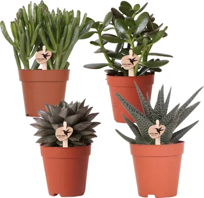 Produktbild von Sukkulenten Set 4 Pflanzen Ø9cm Pflegeleichte Zimmerpflanzen Geschenkidee
