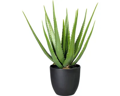 Produktbild von Kunstpflanze Aloe Höhe: 55 cm grün