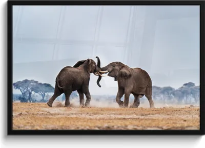 Produktbild von MuchoWow® MuchoWow® Gerahmtes Poster Elefant - Tiere - Flachland - Natur 90x60 cm - Poster mit zchwarzem Bilderrahmen - Fotorahmen - Foto-Plakat