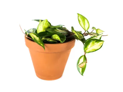 Obrázok produktu pre Gardners Hoya carnosa Tricolor, priemer 12 cm