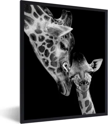 Produktbild von MuchoWow® Gerahmtes Poster Porträt - Giraffe - Tiere - Schwarz - Weiß 60x80 cm - Poster mit Schwarzem Bilderrahmen Wandposter Rahmen Foto Bilder - Premium - Wanddeko Wohnzimmer