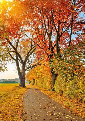 Produktbild von Wallario Poster - Herbstlicher Waldweg mit buntem Laub, Kunstdruck Größe: 70 x 100 cm