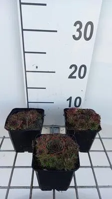 Obrázek produktu pro 6 x Sempervivum 'Noir' - pokojový kořen - květináč 9 x 9 cm