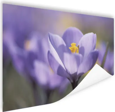 Produktbild von MuchoWow® Poster Frühling - Krokus - Lila 180x120 cm - Fotoplakat