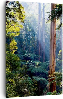 Produktbild von Bild auf Leinwand - Leinwandbild - Einteilig - Morgendämmerung Bäume Wald - 80x120cm - Wand Bild - Wanddeko - Wandbilder - Leinwanddruck - Wanddekoration - Leinwand bilder - Wandbild - PA80x120-4403