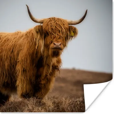 Produktbild von MuchoWow® Poster Schottischer Highlander - Düne - Gras 75x75 cm - Wand Dekoration