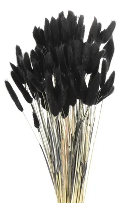 Getrocknete Hasenschwanzblumen, 120 Stk., 43 cm, schwarz