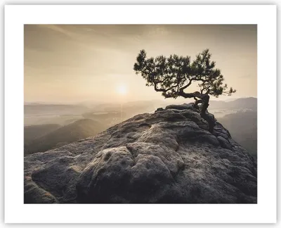 Produktbild von Poster - Poster ohne Rahmen - Alt Kiefer Berge - 50x40 cm - Wand Bild - Wanddeko - Wandbilder - Kunstposter - Wandposter - Bilder - Kunstdruck - Wanddekoration - Wandbild - P2XAA50x40-4334