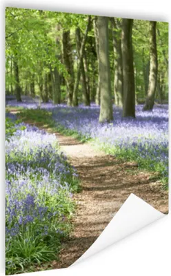 Produktbild von MuchoWow® Poster Wald - Weg - Blumen - Lila - Grün - Natur 80x120 cm - Papierdruck