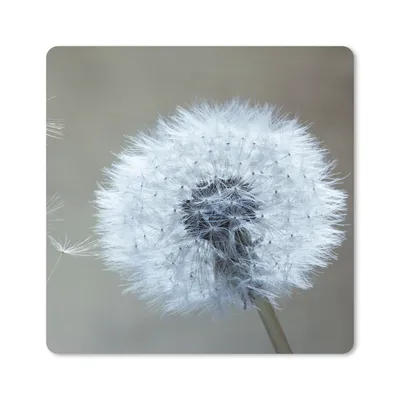 Produktbild von MuchoWow® Mauspad Mousepad Löwenzahn - Blume - Pflanze 20x20 cm - Mousepads - Maus Mat - Pad - Mausunterlage - Desk Mat - Bureauartikeln