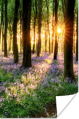 Produktbild von MuchoWow® Poster Wald - Blumen - Lavendel - Sonne - Lila - Natur 40x60 cm - Plakate für die Wand - Poster Babyzimmer